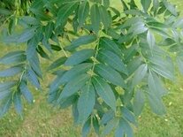 Fraxinus excelsior, Es, 1+1 100-125