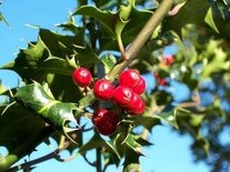 Ilex Aquifolium, Wilde hulst, 1+2 40-60