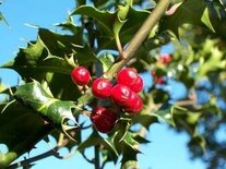 Ilex Aquifolium, Wilde hulst, 1+2 80-100