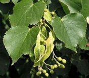Tilia cordata, Winterlinde, 1+2 100-125, bosplantgoed