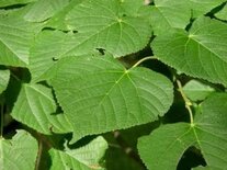 Tilia platyphyllos, Zomerlinde, 1+2 100-125, bosplantgoed
