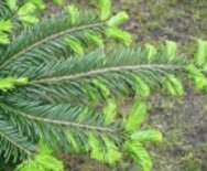 Abies grandis, Reuze zilverspar, 2+2 30/40