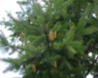 Pseudotsuga menziesii, douglasspar, 1+2 50/80