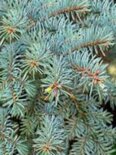 Picea pungens 'Glauca', Blauwspar, 2+2 30-50, bosplantgoed