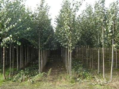 Tilia europea 'Pallida', Koningslinde, Om te leiden zonder rek, 12-14cm stamomtrek