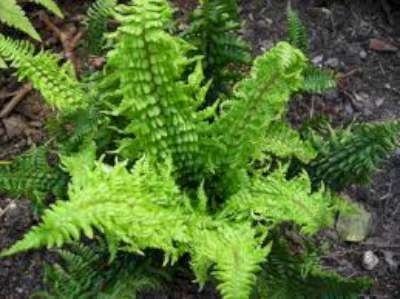 Dryopteris affinis, Mannetjesvaren
