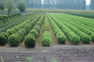 Buxus sempervirens bol, Diameter 25-30 cm