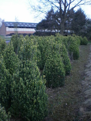 Buxus sempervirens, kegel 100-120 cm