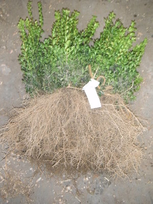 Buxus Sempervirens, Palmboom 20-30cm blote wortel
