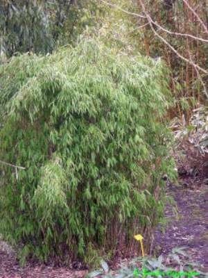 Fargesia 'Jiuzhaigou 1', Bamboe 3L 30/40