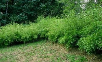 Fargesia 'Rufa', Bamboe 2.5L 50/60