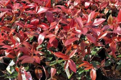 Photinia fras. 'Camilvy', 40-60cm Glansmispel