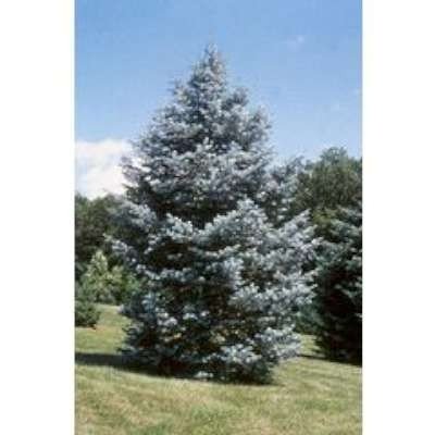 Abies Concolor, Colorado zilerspar, Kluit 125/150