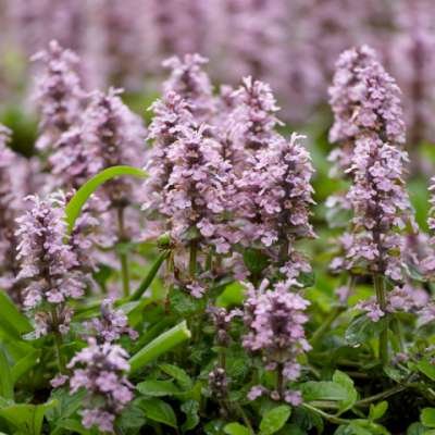 Ajuga reptans 'Rosea' ,Zenegroen