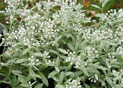 Anaphalis triplinervis 'Silberregen', Siberische edelnweis