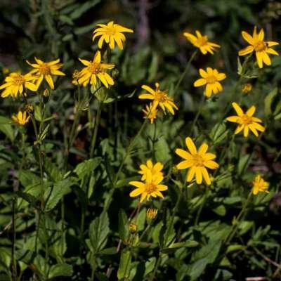 Arnica montana, Valkruid