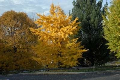Ginkgo biloba, 16/18 Draadkluit Japanse notenboom