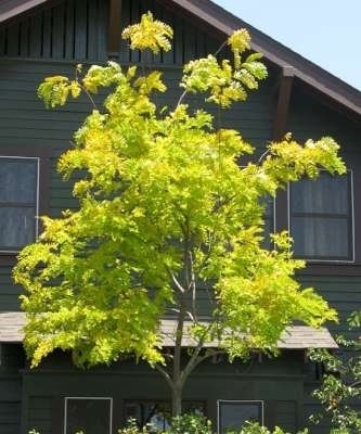 Gleditsia triac. 'Sunburst', 6/8 Blote Wortel Amerikaanse Christusdoorn