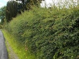 Crataegus monogyna, Meidoornhaag 125-150cm blote wortel