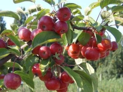 Malus 'Red Sentinel', 10/12 Blote wortel Sierappel, HOOGSTAM