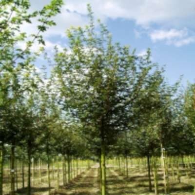 Acer camp. 'Queen Elizabeth', 10/12 Blote wortel Veldesdoorn
