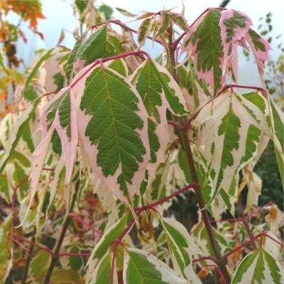 Acer neg. 'Flamingo', 10/12 pot Vederesdoorn