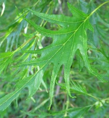 Alnus glut. 'Imperialis', 8/10 Blote wortel, Zwarte els