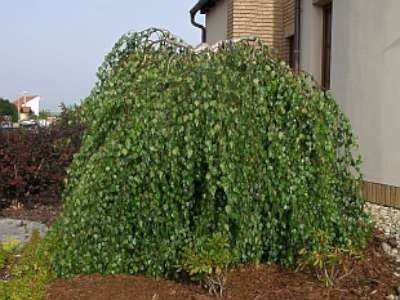 Betula pend. 'Youngii', 10/12 Blote wortel Echte treurberk