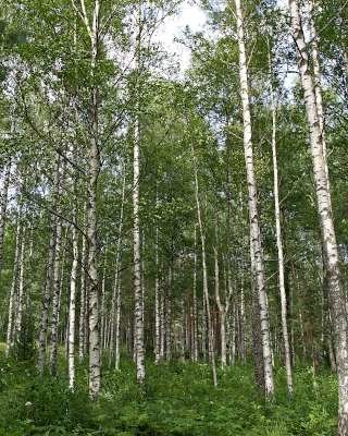 Betula pubescens, 10/12 Blote wortel, Zachte berk