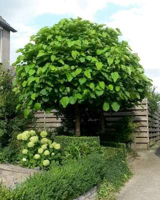 Catalpa bign. 'Nana', 10/12 Blote wortel (= Bungei)