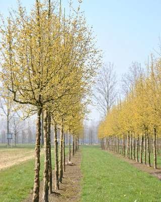 Cornus mas, 6/8 kluit, Gele kornoelje