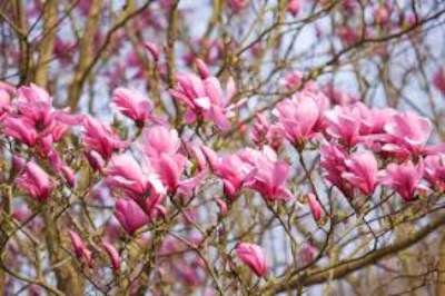 Magnolia 'Galaxy', 10/12 Draadkluit, beverboom