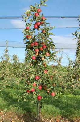 Malus 'Red Obelisk', 8/10 Blote wortel