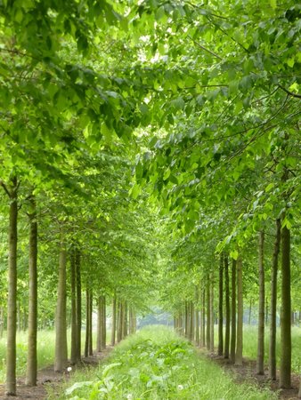 Ostrya carpinifolia, 8/10 Blote wortel, Europese hopbeuk