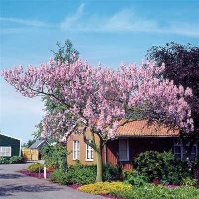 Paulownia tomentosa, 12/14 Blote wortel