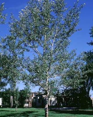 Populus 'Nivea', 8/10 Blote wortel, Populier