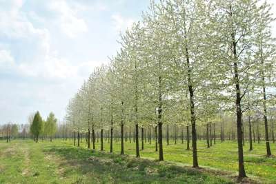 Prunus av. 'Plena', 10/12 Blote wortel, Dubbele sierkers