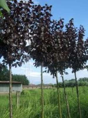 Prunus cer. 'Nigra', 6/8 Blote wortel, Sierkers