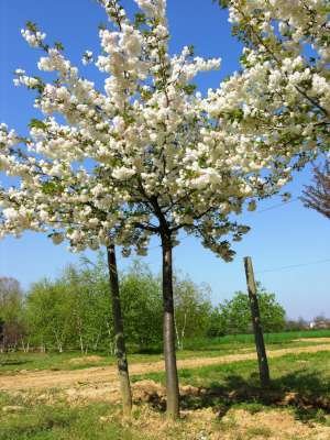 Prunus ser. 'Shirotae', 10/12 Blote wortel, Japanse sierkers