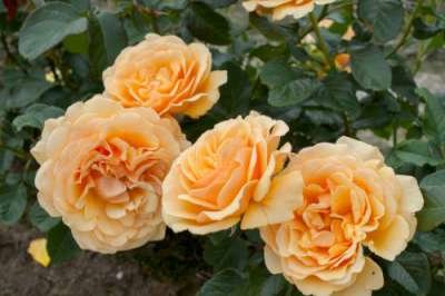 Rosa 'Amber Queen', Trosrozen