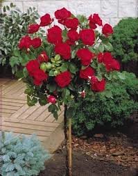 Rosa 'Dame de Coeur', Stamrozen