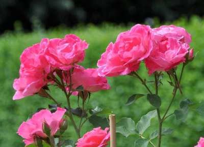 Rosa 'Melrose', Blote wortel, Trosrozen