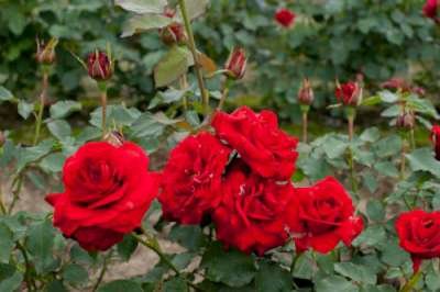 Rosa 'Nina Weibull', Blote wortel, Trosrozen