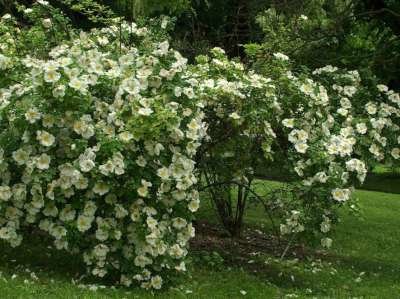 Rosa 'Nevada', Blote wortel, Trosrozen