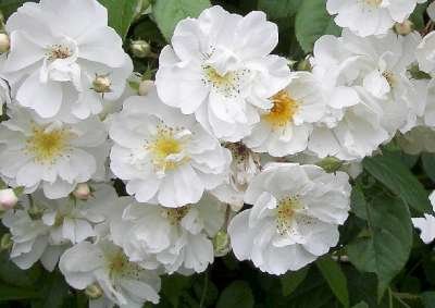 Rosa 'Amadeus', Trosrozen