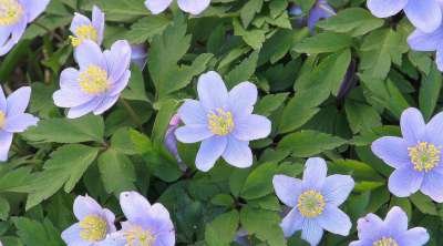 Anemone nemorosa 'Robinsoniana', Anemoon