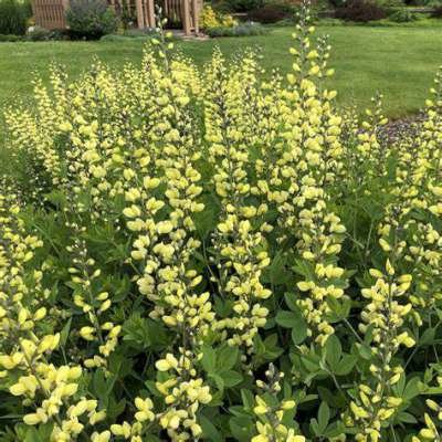 Baptisia 'Lemon Meringue'
