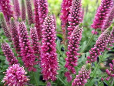 Veronica spicata 'Heidekind', Ereprijs
