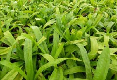 Carex plantaginea 'Blue Ridge' , Zegge