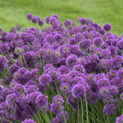 Allium 'Lavender Bubbles', Sierui